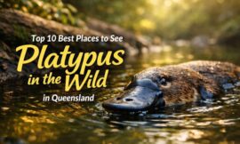 Top 10 Best Places to See Platypus in the Wild in Queensland