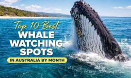 Top 10 Best Whale Watching Spots in Australia by Month