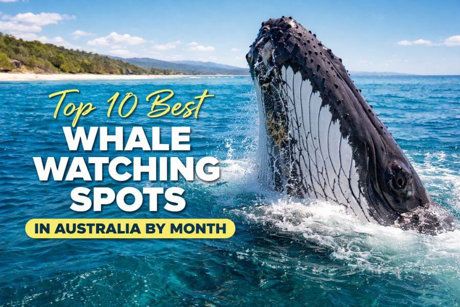 You are currently viewing Top 10 Best Whale Watching Spots in Australia by Month