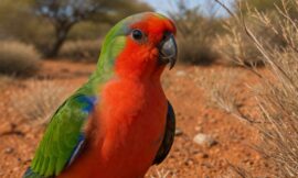 Top 10 Birdwatching Spots in the Australian Outback