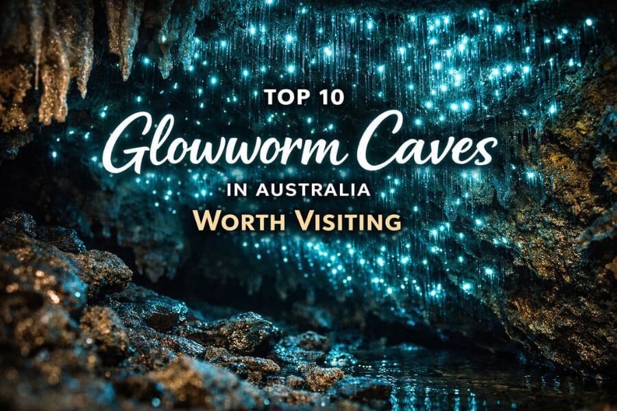 You are currently viewing Top 10 Glowworm Caves in Australia Worth Visiting