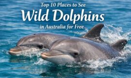 Top 10 Places to See Wild Dolphins in Australia for Free