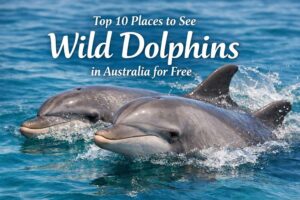 Read more about the article Top 10 Places to See Wild Dolphins in Australia for Free