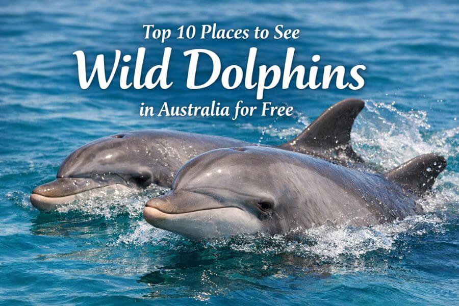 Read more about the article Top 10 Places to See Wild Dolphins in Australia for Free