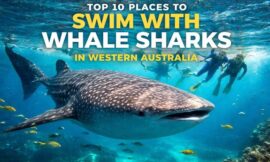 Top 10 Places to Swim with Whale Sharks in Western Australia