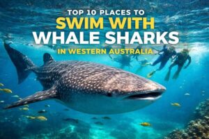 Read more about the article Top 10 Places to Swim with Whale Sharks in Western Australia