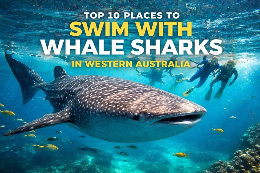 Read more about the article Top 10 Places to Swim with Whale Sharks in Western Australia
