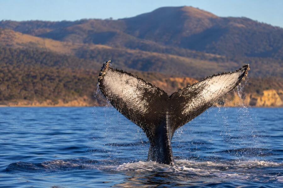 Read more about the article 10 Best Things to Do in Australia During Winter That Most Visitors Overlook