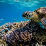 10 Best Ways to Experience the Great Barrier Reef Without Damaging It