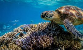 10 Best Ways to Experience the Great Barrier Reef Without Damaging It