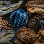 10 Most Dangerous Animals in Australia and Where You’re Likely to Encounter Them