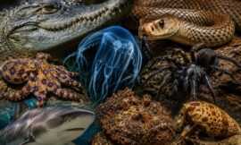 10 Most Dangerous Animals in Australia and Where You’re Likely to Encounter Them
