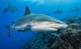 Top 10 Best Dive Sites in the Coral Sea for Experienced Divers