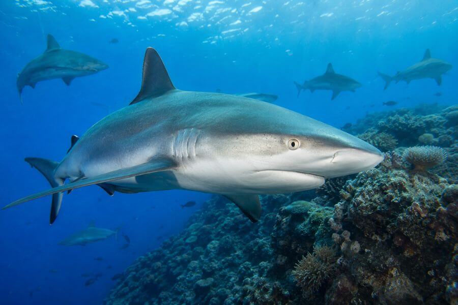 Read more about the article Top 10 Best Dive Sites in the Coral Sea for Experienced Divers