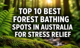 Top 10 Best Forest Bathing Spots in Australia for Stress Relief