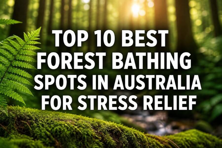Read more about the article Top 10 Best Forest Bathing Spots in Australia for Stress Relief