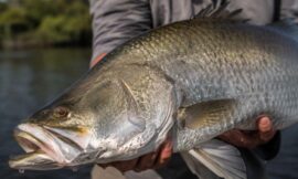 Top 10 Best Spots to Catch Barramundi in the Northern Territory
