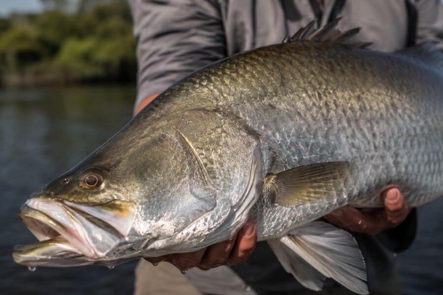 Read more about the article Top 10 Best Spots to Catch Barramundi in the Northern Territory
