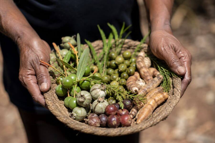 Read more about the article Top 10 Bush Tucker Experiences in Australia Run by Indigenous Guides