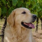 Top 10 Pet-Friendly Wineries in South Australia That Welcome Dogs