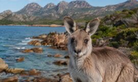 10 Best National Parks in Australia for Hiking and Wildlife