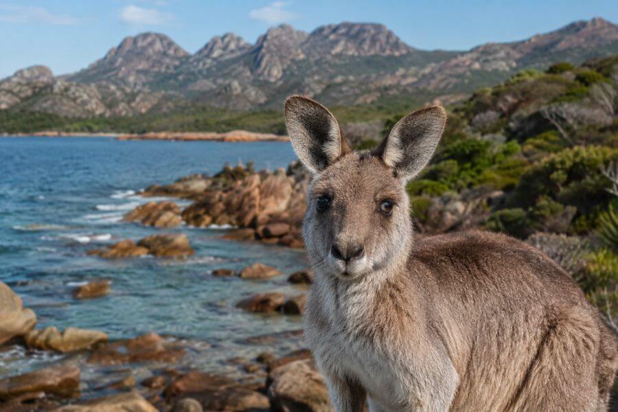 10 Best National Parks in Australia for Hiking and Wildlife rooroo10