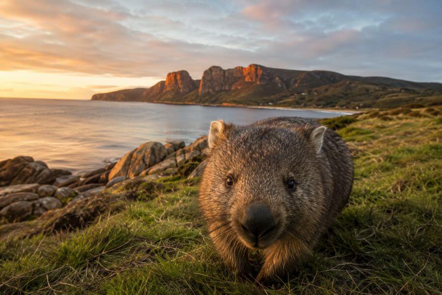 Read more about the article 10 Best Reasons to Visit Tasmania Before Everyone Else Discovers It