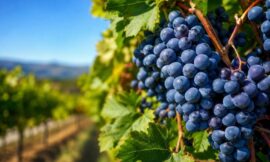 10 Best Wine Regions in Australia for an Unforgettable Tasting Tour