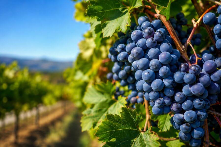10 Best Wine Regions in Australia for an Unforgettable Tasting Tour rooroo10