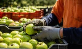10 Best Working Holiday Visa Jobs in Australia for Backpackers Right Now