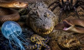 10 Most Dangerous Animals in Australia (And Where They Actually Live)