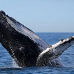 10 Best Whale Watching Spots Along the Australian Coastline