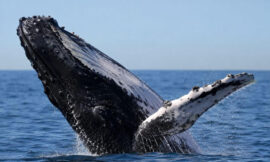 10 Best Whale Watching Spots Along the Australian Coastline