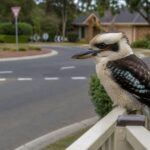 14 Most Unique Quirks of Australian Suburbs That Confuse Foreigners