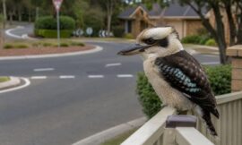 14 Most Unique Quirks of Australian Suburbs That Confuse Foreigners